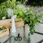 Fresh herbs like mint and rosemary on a glass table outdoors, perfect for gardening enthusiasts.
