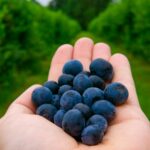 Handful of fresh blueberries picked straight from the farm, highlighting their natural freshness and health benefits.