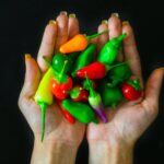 A colorful assortment of fresh chili peppers held in hands against a black background, highlighting variety and vibrancy.